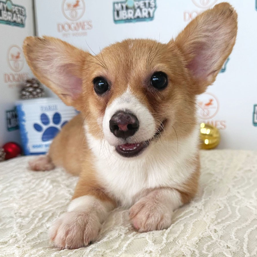 Welsh Corgi Puppy (Female) For Sale
