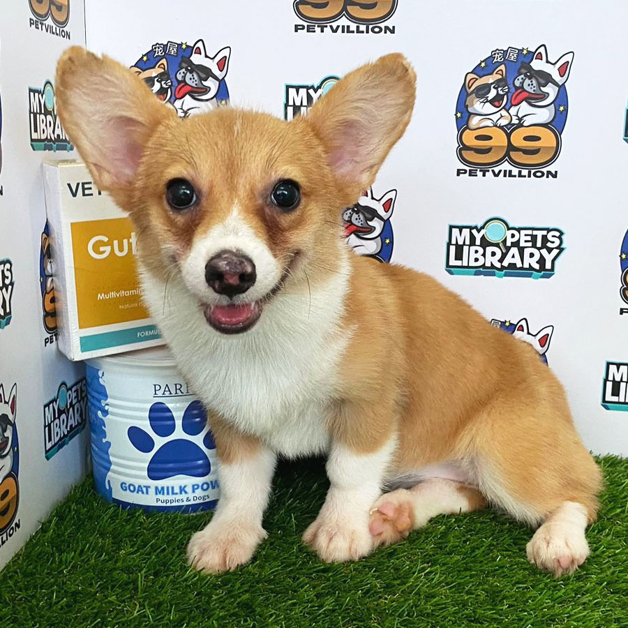 Welsh Corgi Puppy (Female) For Sale
