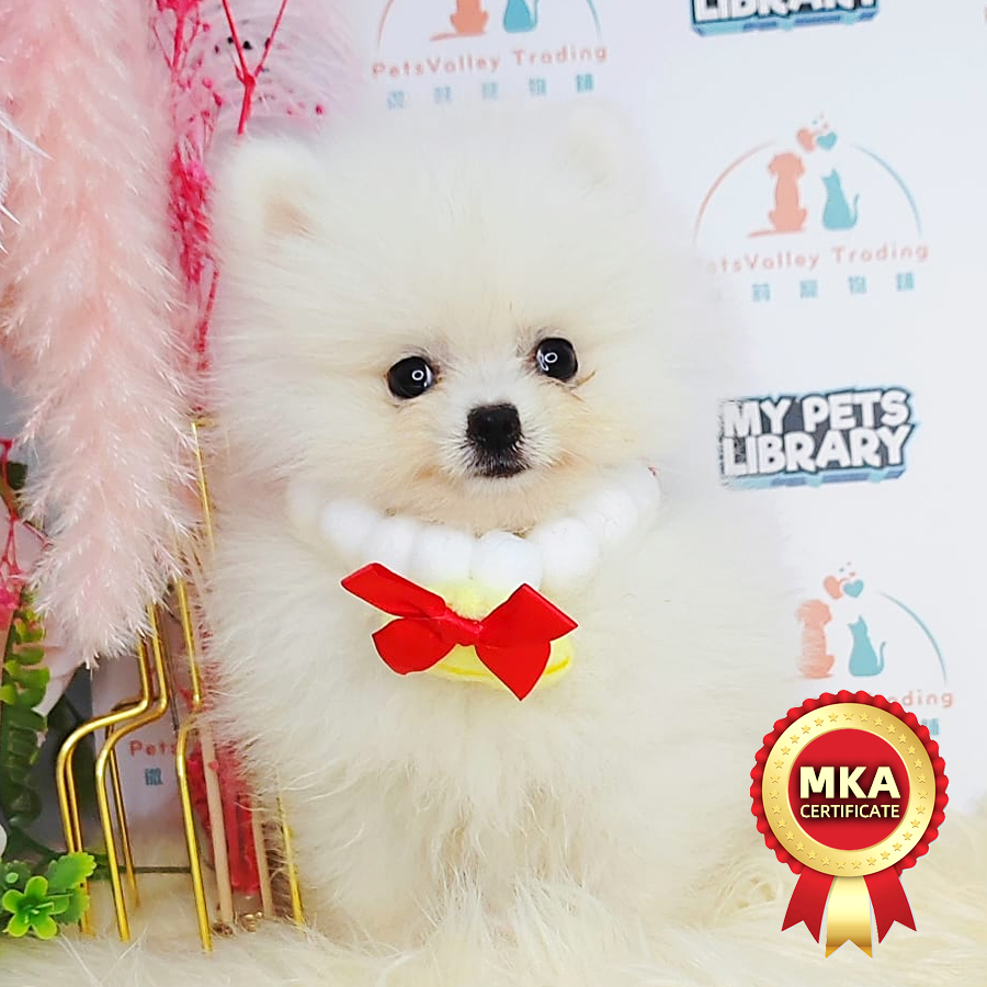 MKA Pomeranian Puppy (Female) For Sale