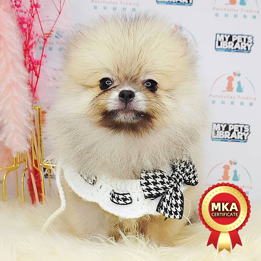 MKA Pomeranian Puppy (Male) For Sale