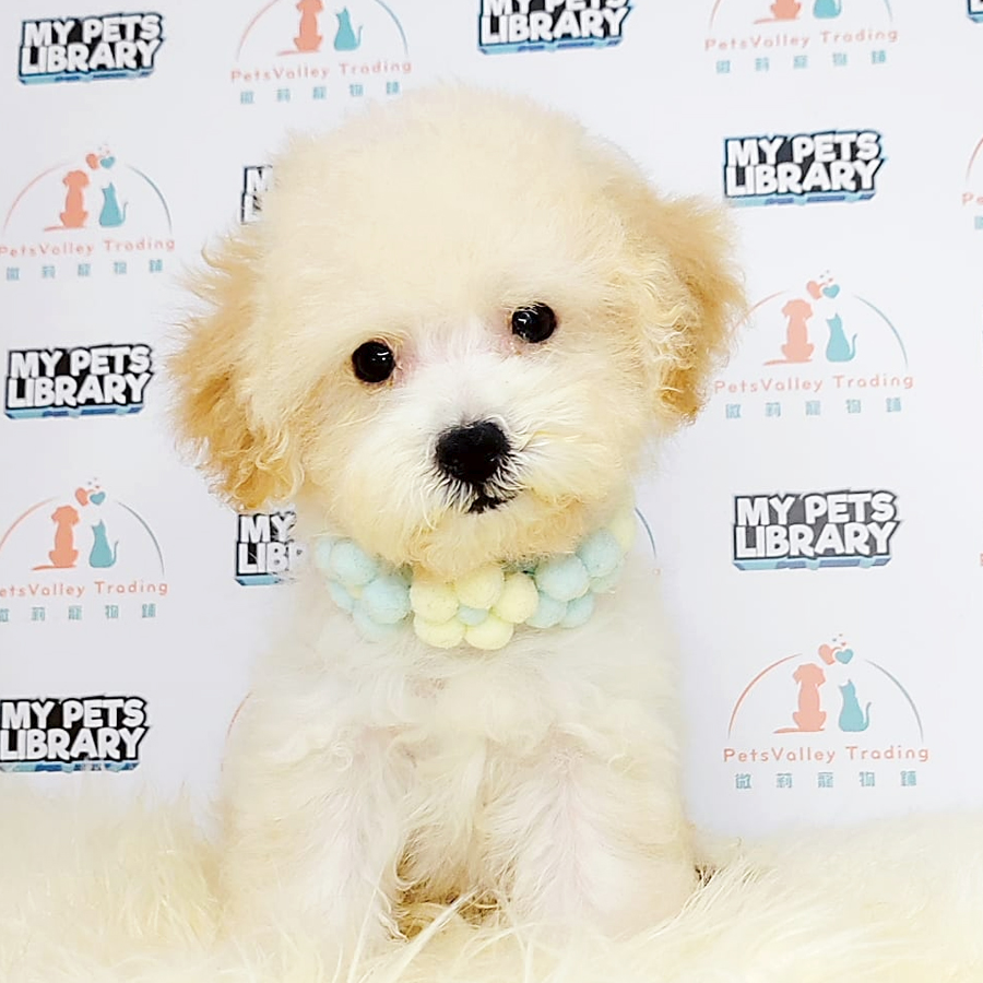 Tiny Poodle Puppy (Male) For Sale