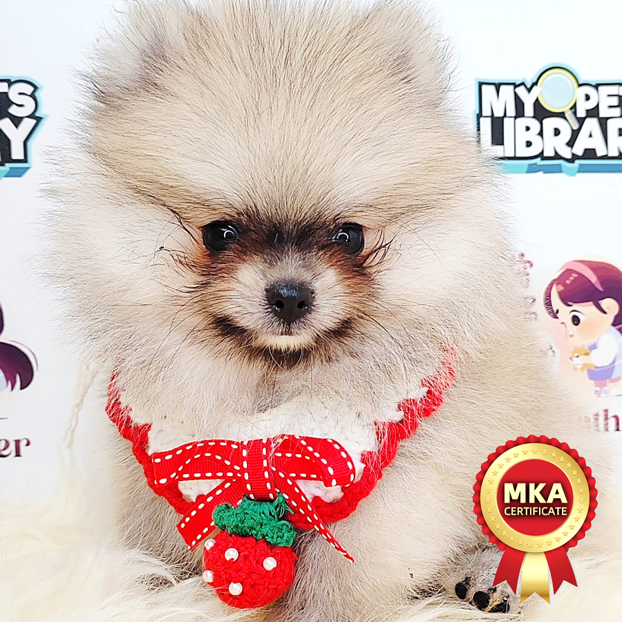 MKA Pomeranian Puppy (Male) For Sale