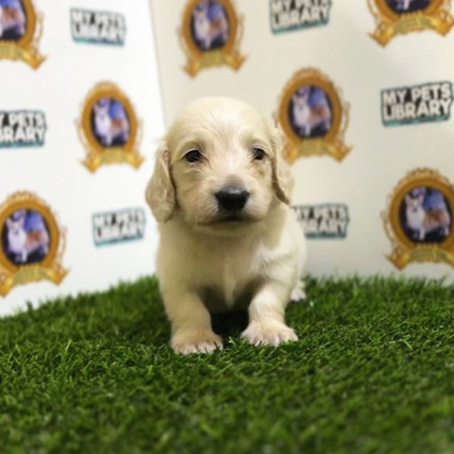 Longcoat Miniature Dachshund Puppy (Male) For Sale