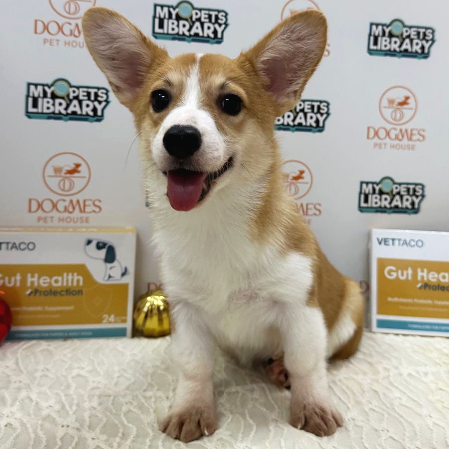 Welsh Corgi Puppy (Female) For Sale