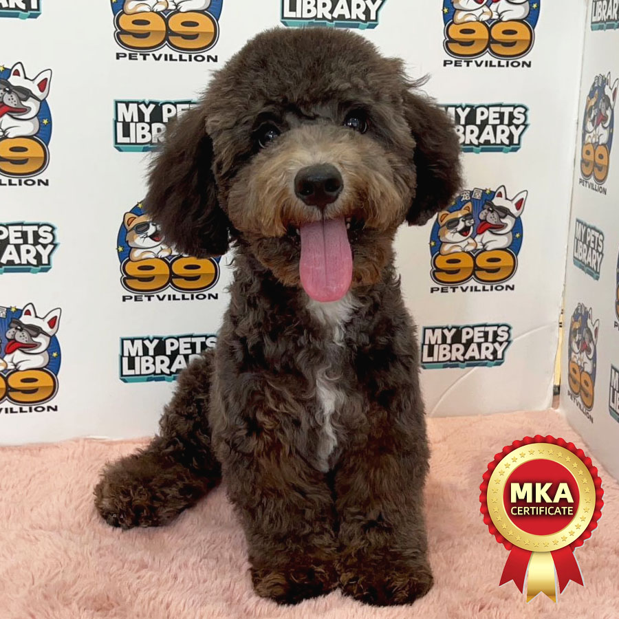 MKA Toy Poodle Puppy (Male) For Sale