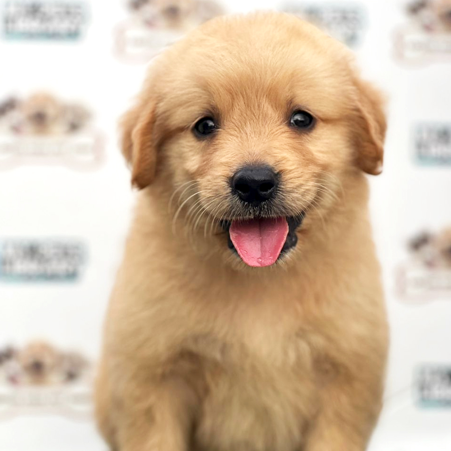 Golden Retriever Puppy (Male) For Sale