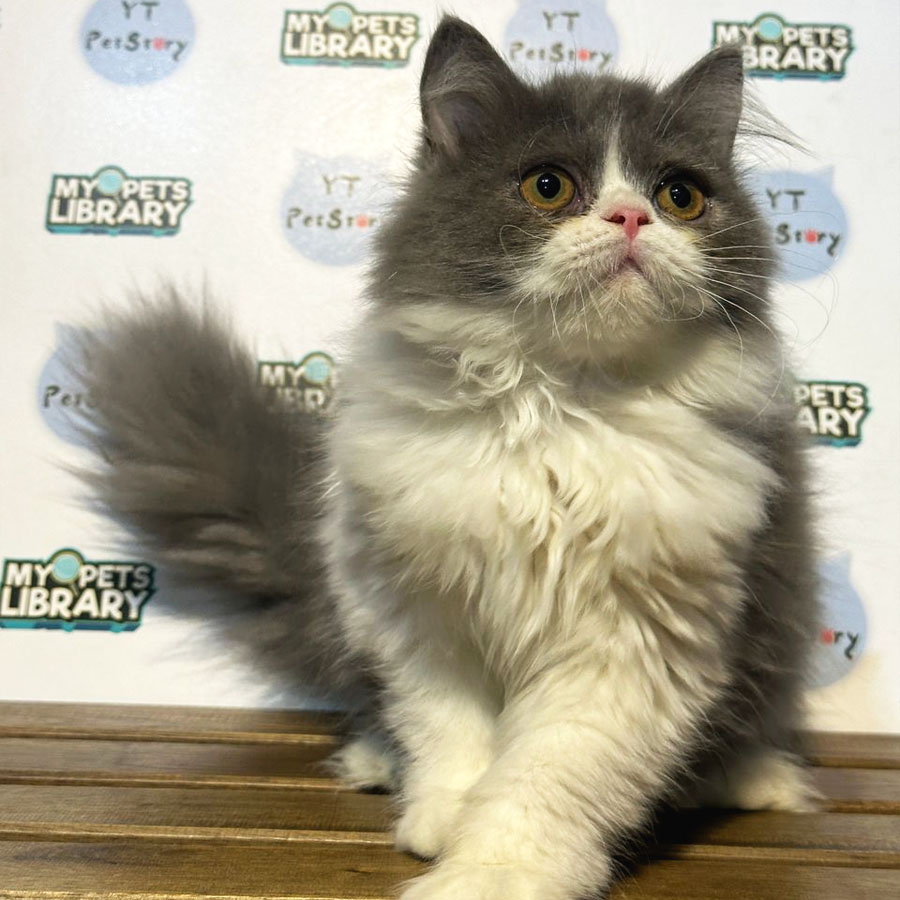 British Longhair Kitten (Female) For Sale
