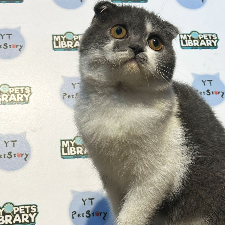 British Shorthair Scottishfold Kitten (Male) For Sale