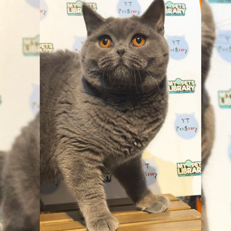 British Shorthair Kitten (Male) For Sale