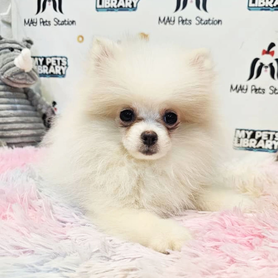 Pomeranian Puppy (Female) For Sale