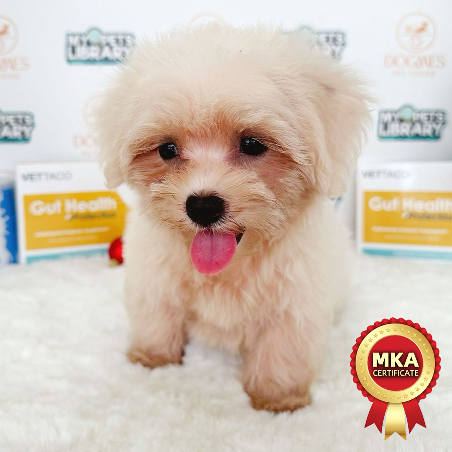 MKA Tiny Maltese Puppy (Male) For Sale