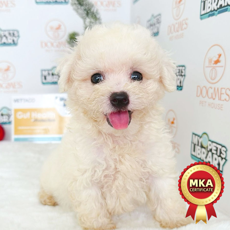 MKA Bichon Frise Puppy (Male) For Sale