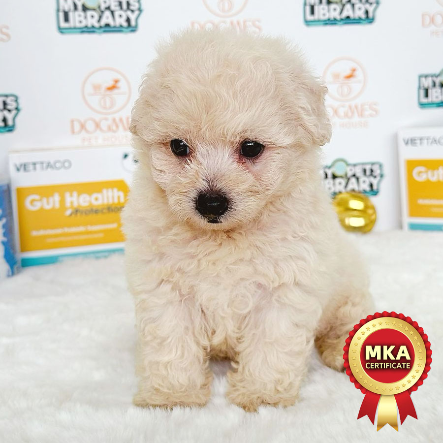 MKA Bichon Frise Puppy (Male) For Sale