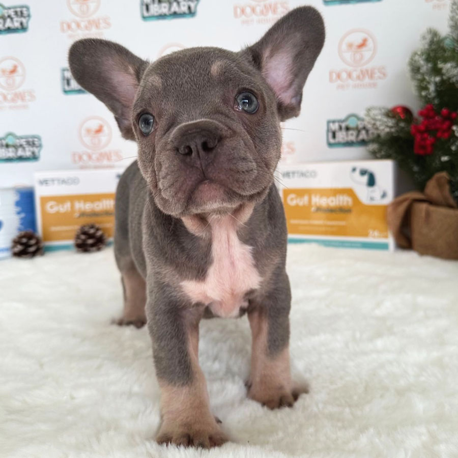 French Bulldog Puppy (Male) For Sale