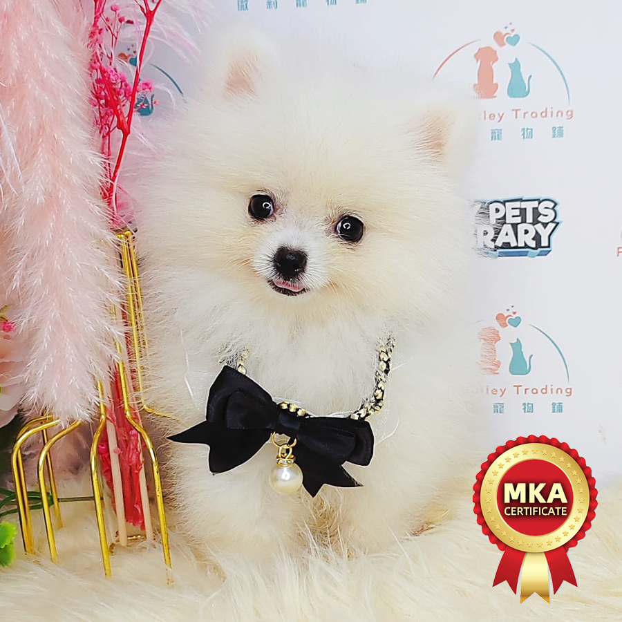 MKA Pomeranian Puppy (Female) For Sale