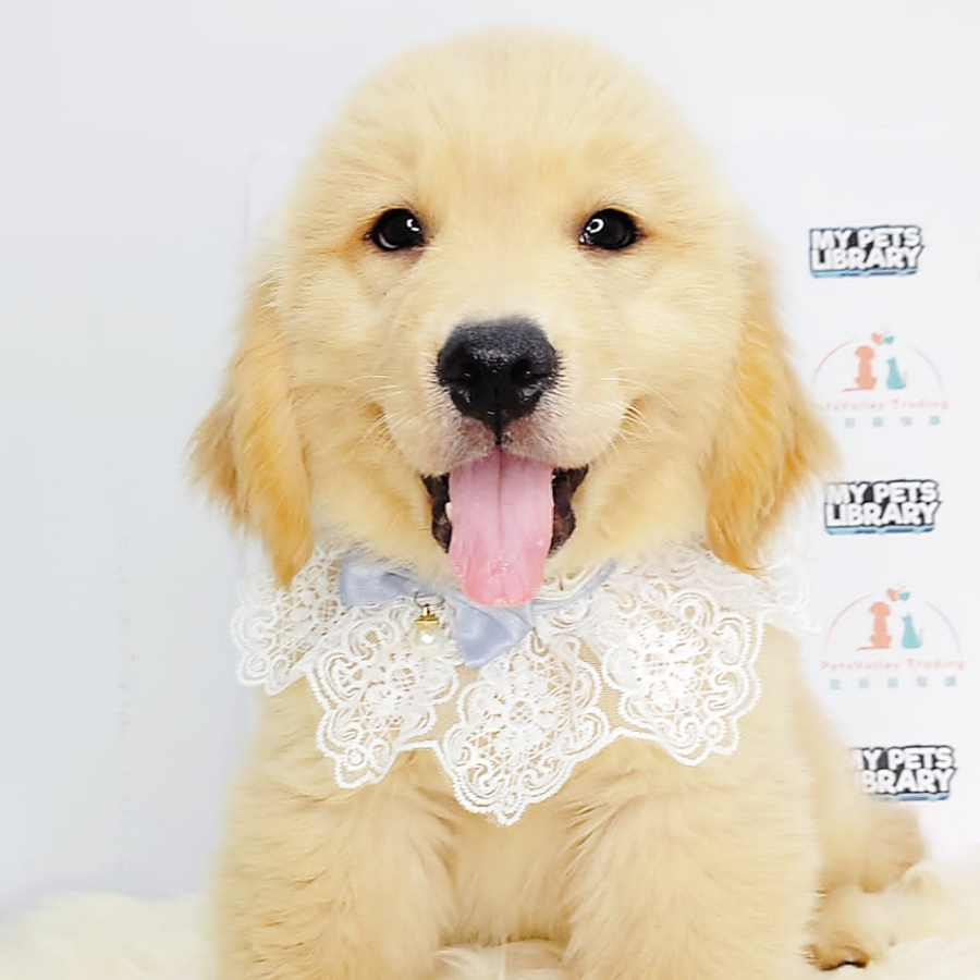 Golden Retriever Puppy (Male) For Sale