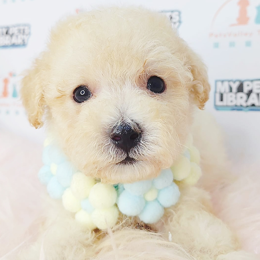 Tiny Poodle Puppy (Male) For Sale