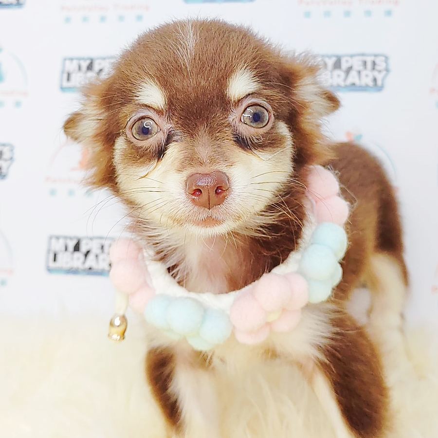 Long coat Chihuahua Puppy (Female) For Sale