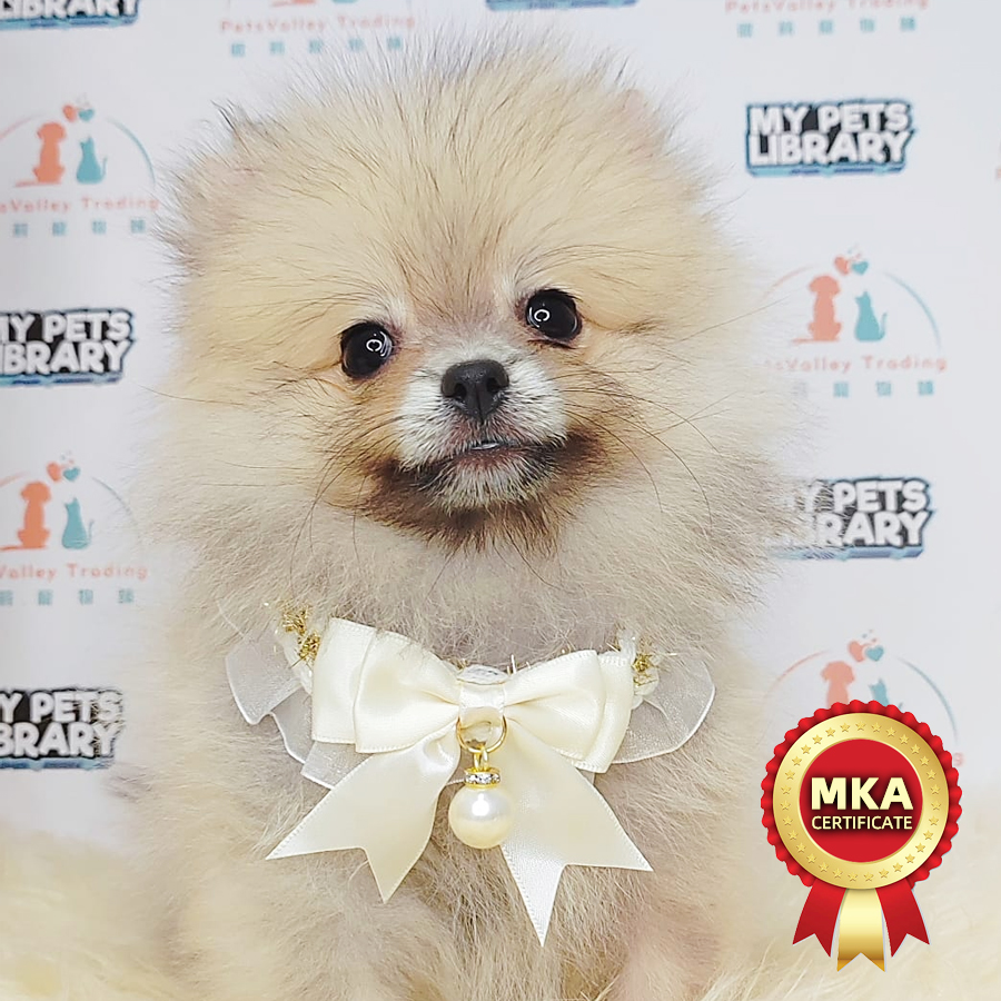 MKA Pomeranian Puppy (Female) For Sale