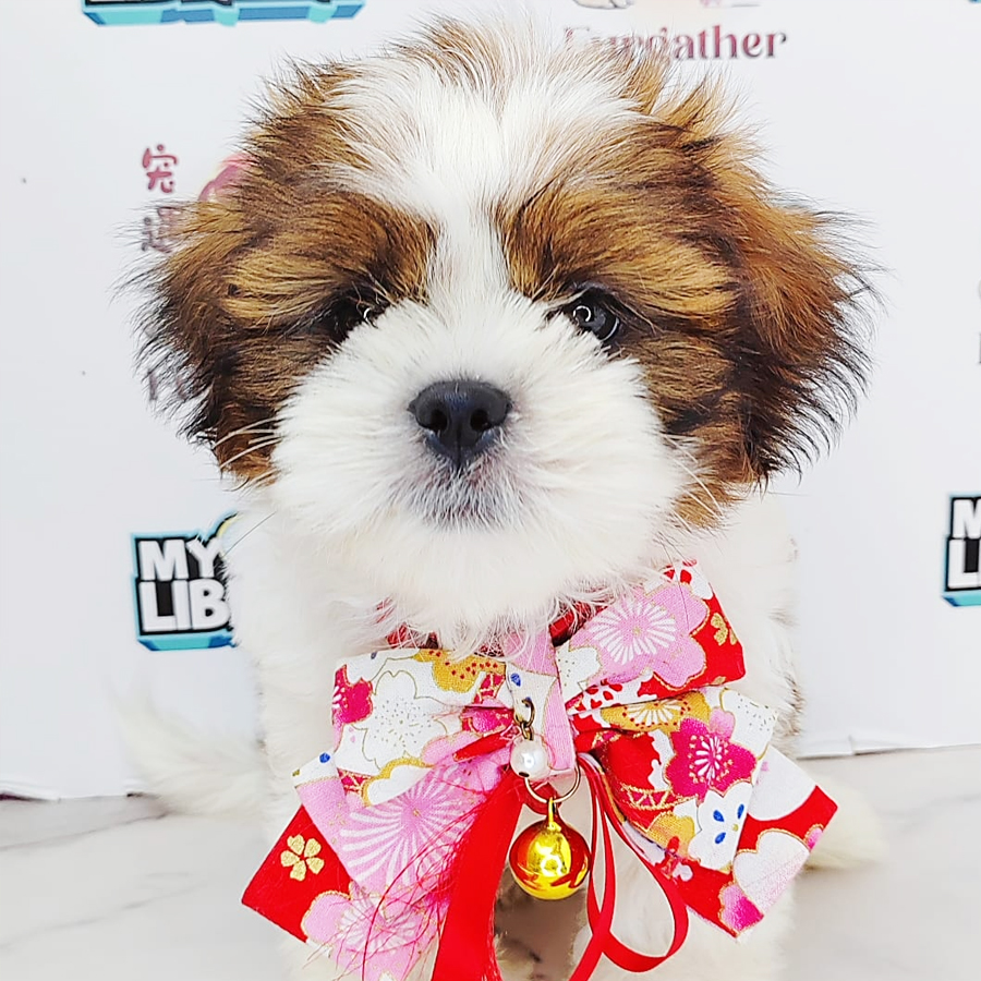 Shih Tzu Puppy (Male) For Sale