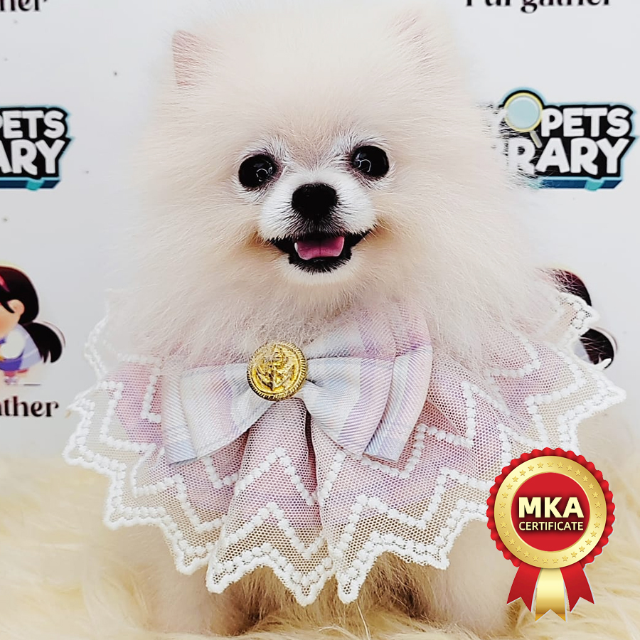 MKA Tiny Pomeranian Puppy (Female) For Sale