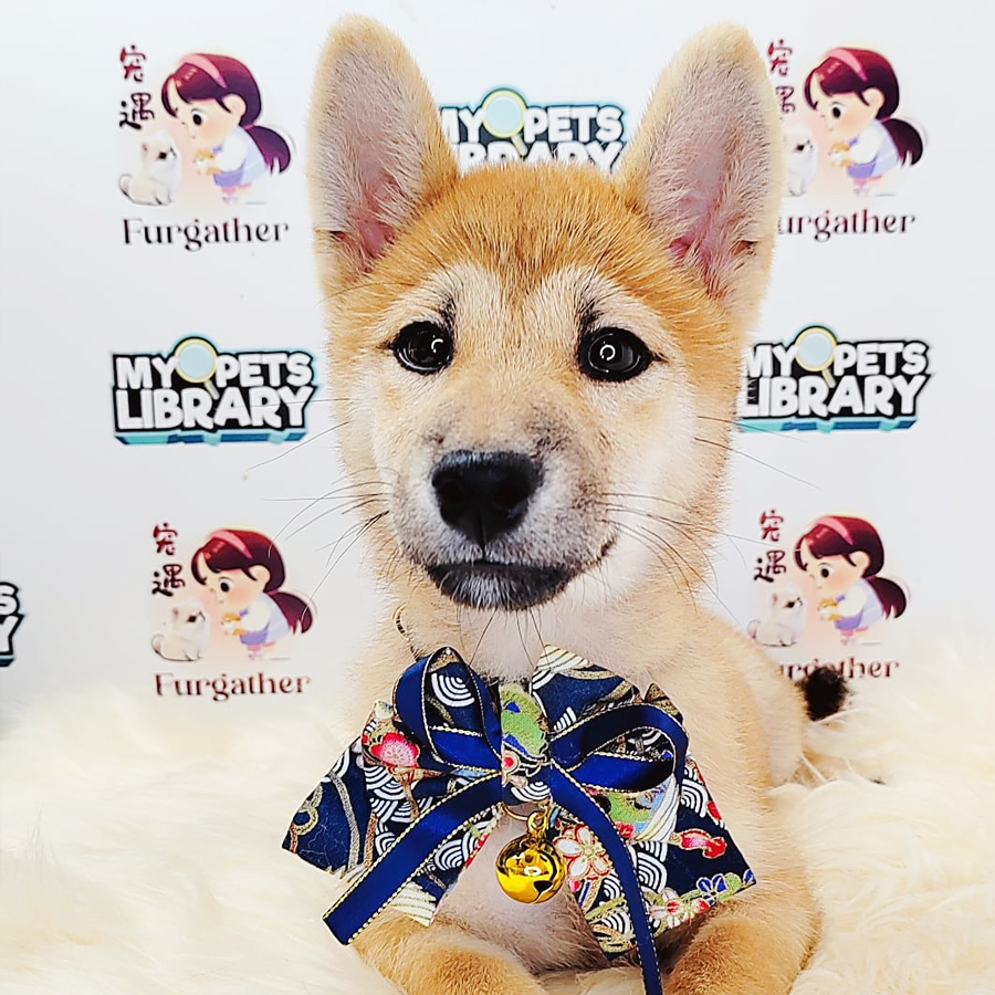 Shiba Inu Puppy (Female) For Sale