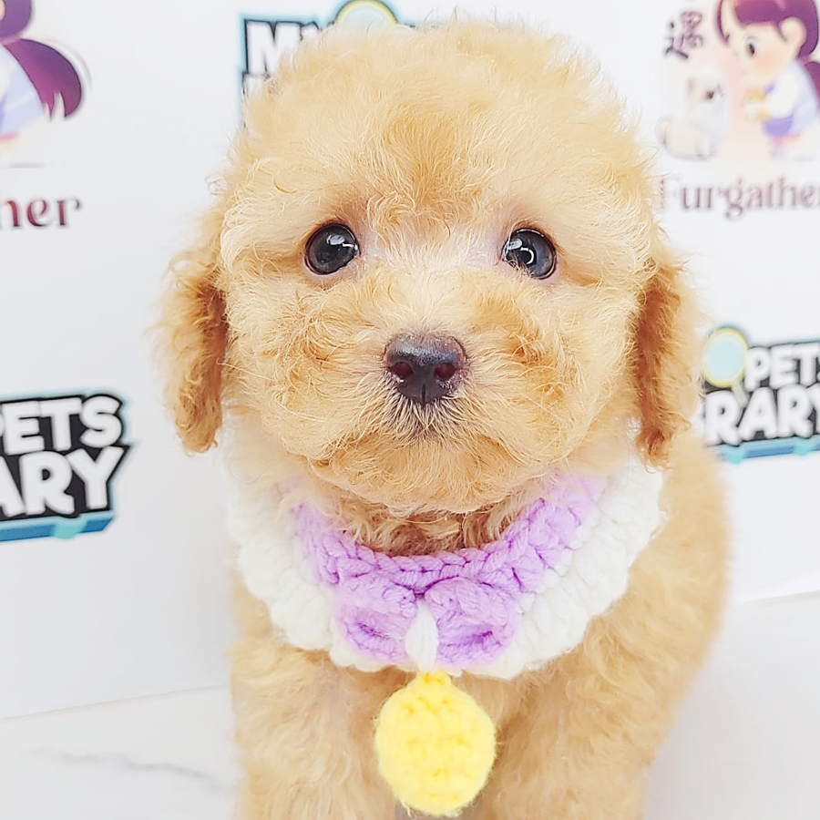 Tiny Poodle Puppy (Male) For Sale