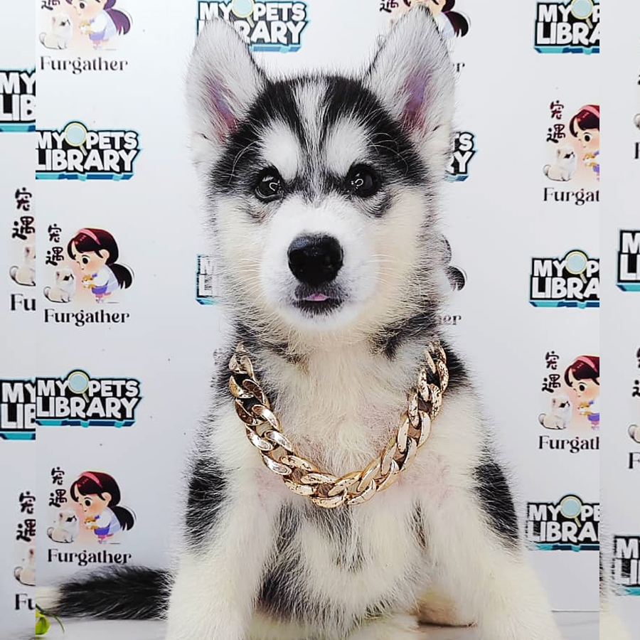 Wooly Husky Puppy (Male) For Sale