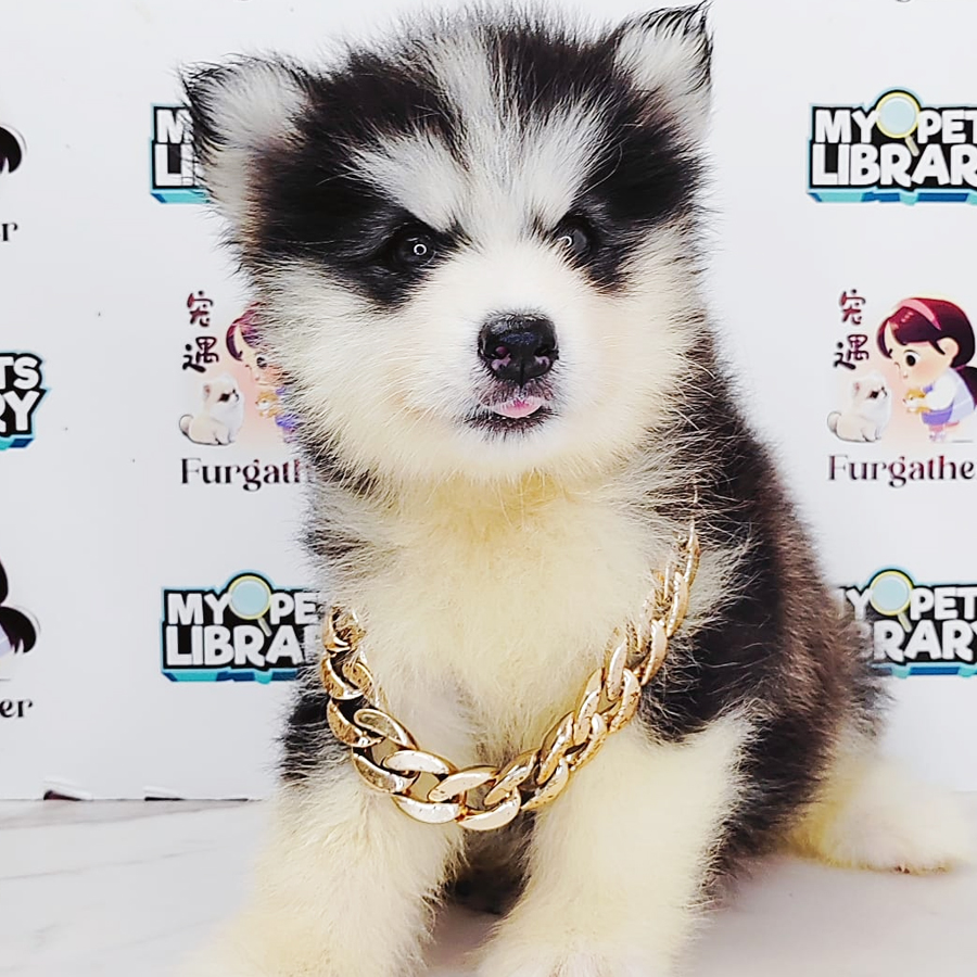 Wooly Husky Puppy (Female) For Sale