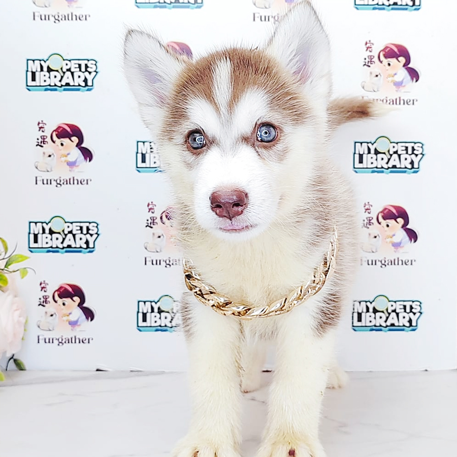 Wooly Husky Puppy (Female) For Sale