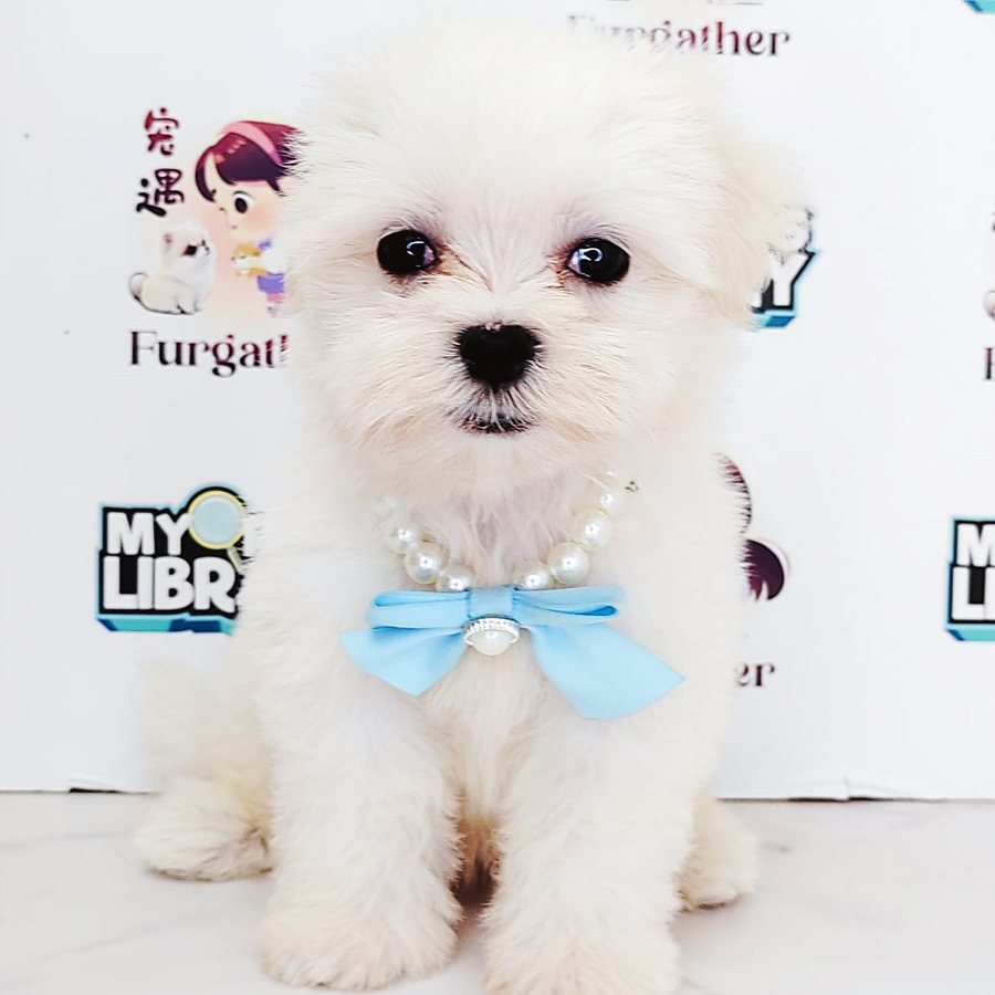 Tiny Maltese Puppy (Male) For Sale