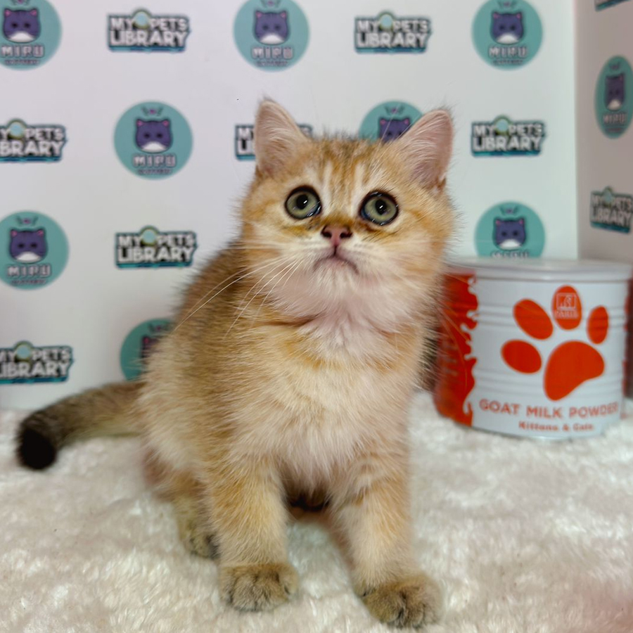 British Shorthair Kitten (Female) For Sale
