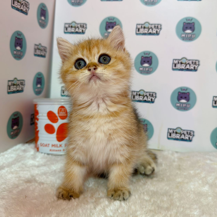 British Shorthair Kitten (Female) For Sale