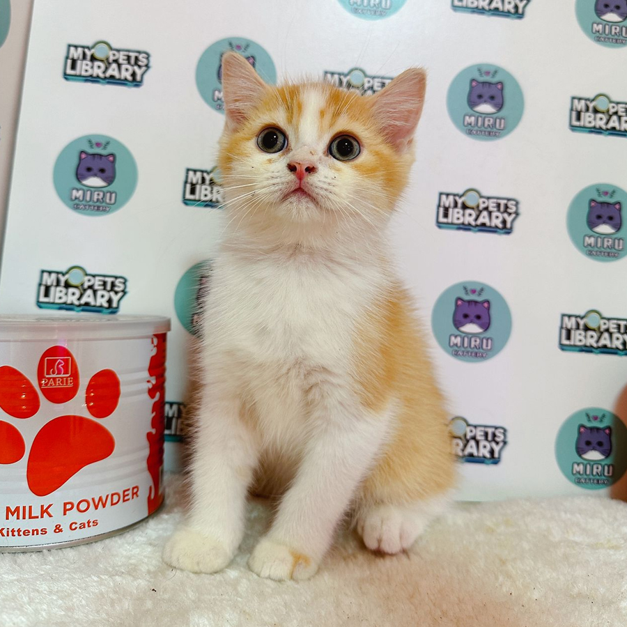 Persian BSH Kitten (Male) For Sale