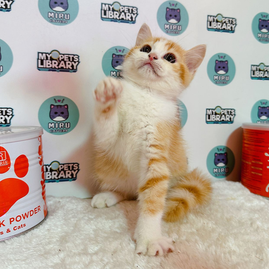Persian BSH Kitten (Male) For Sale