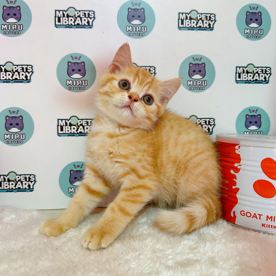 Persian BSH Kitten (Male) For Sale