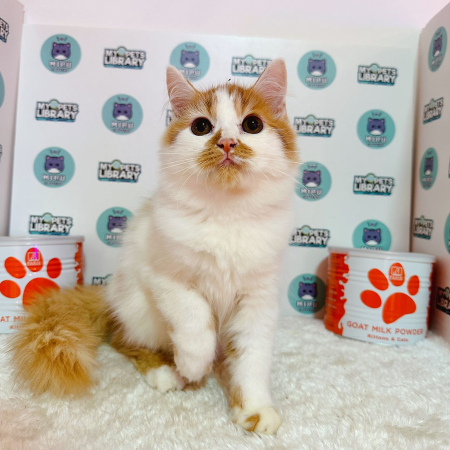 Persian Kitten (Male) For Sale