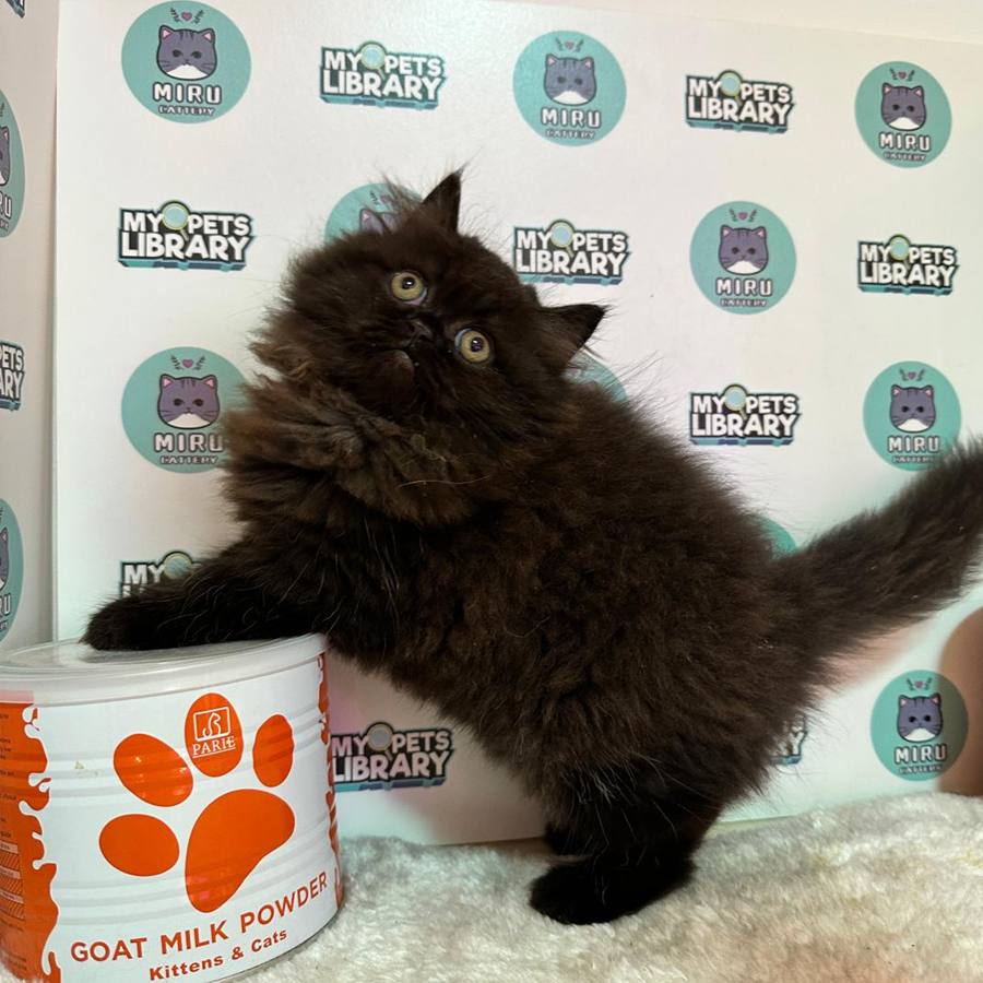 Persian Kitten (Male) For Sale