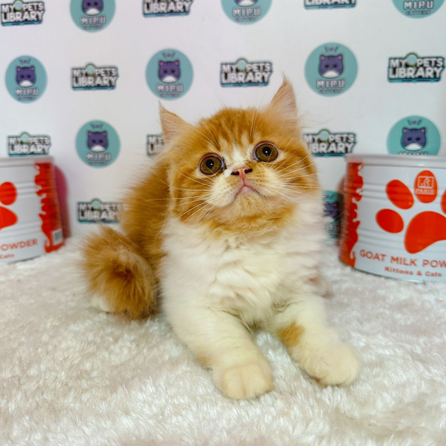 Persian Kitten (Male) For Sale
