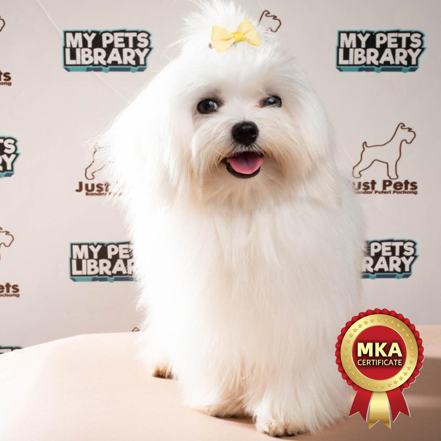 MKA Maltese Puppy (Male) For Sale
