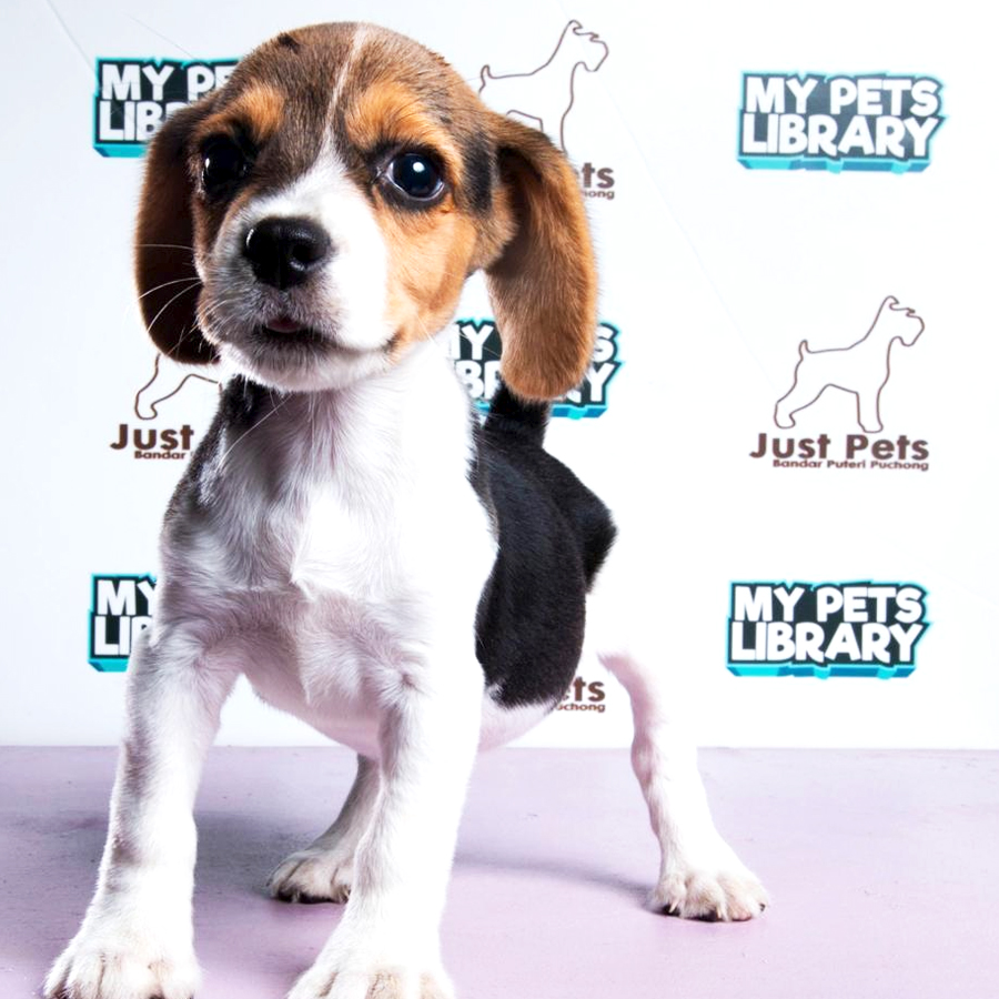 Beagle Puppy (Female) For Sale