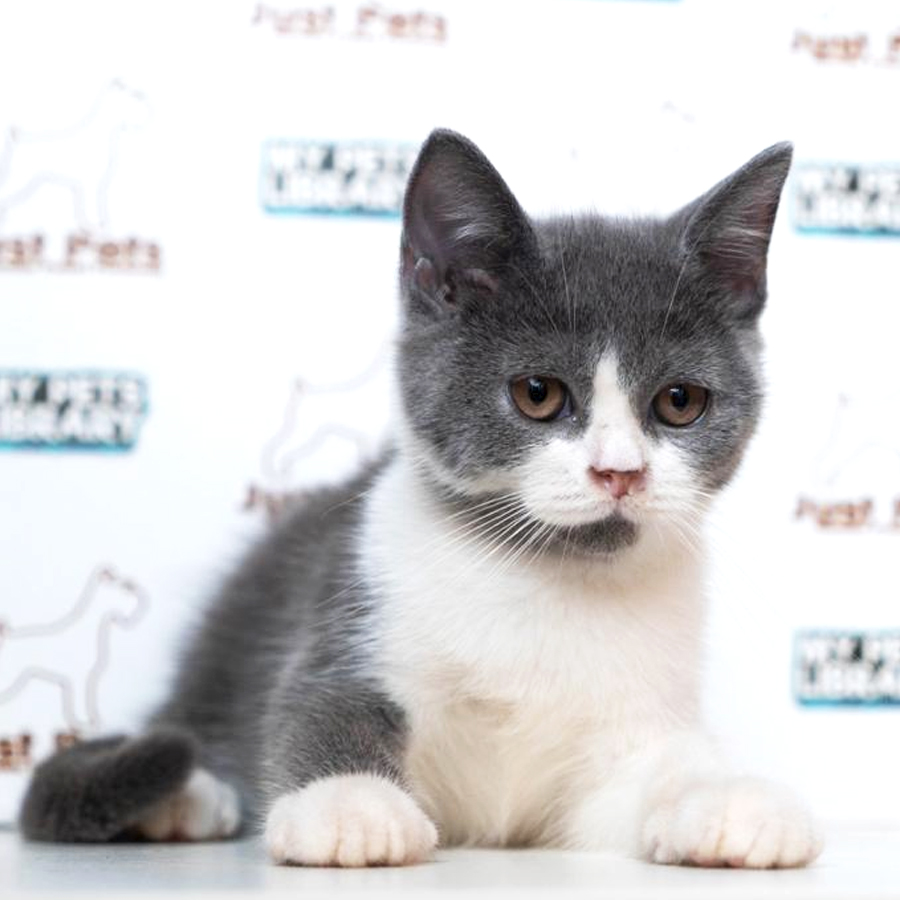 British shorthair Kitten (Male) For Sale