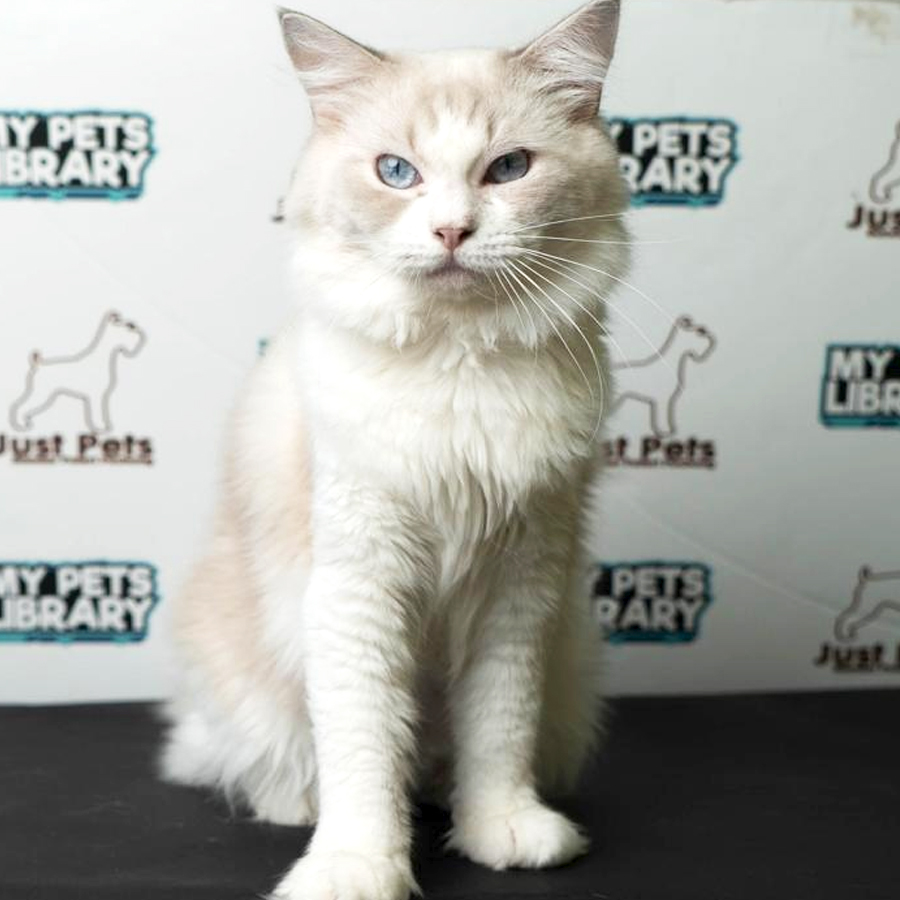 Ragdoll Kitten (Male) For Sale