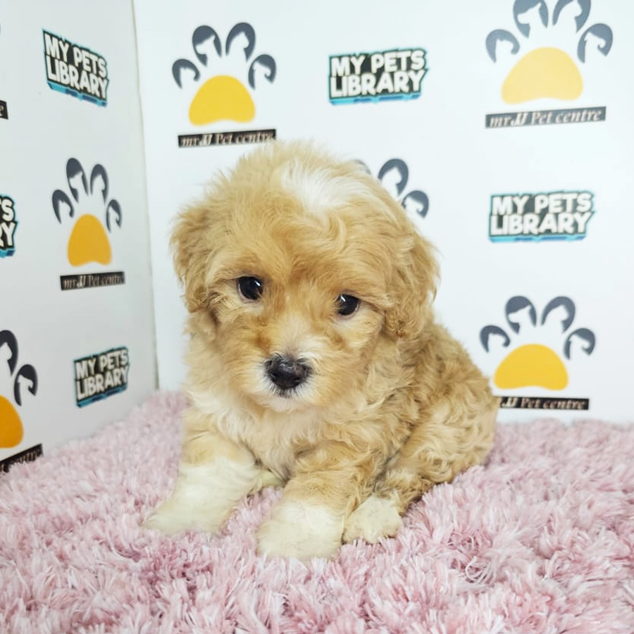 Toy Poodle Puppy (Female) For Sale
