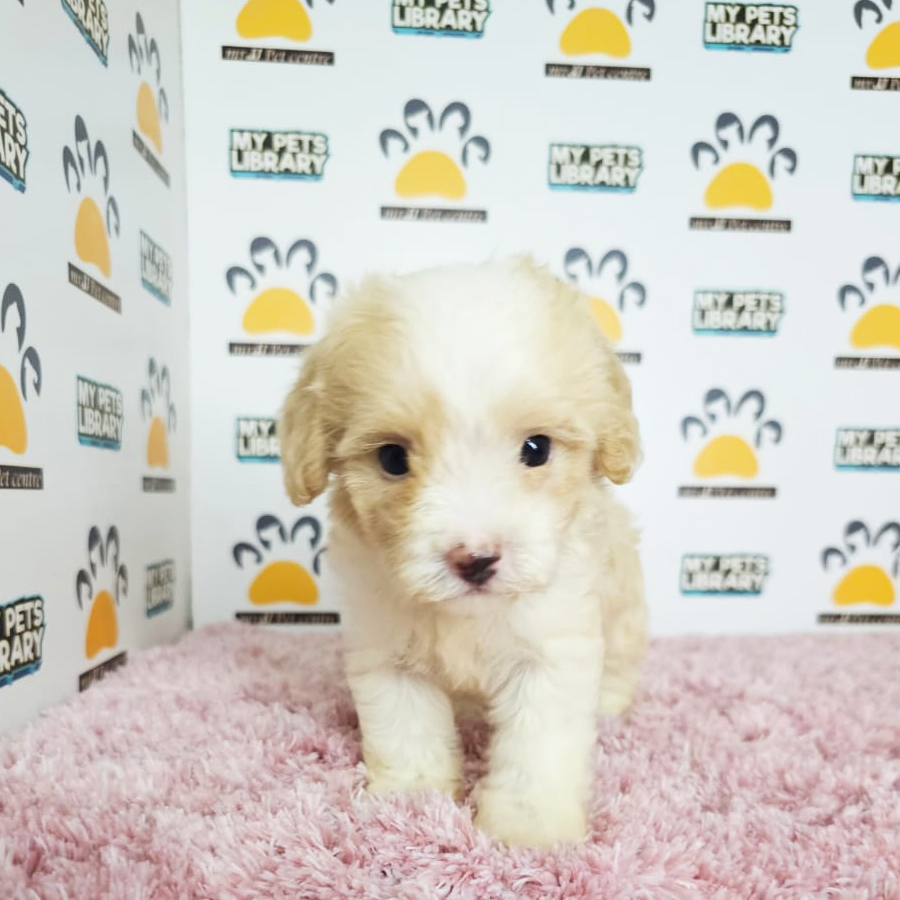 Toy Poodle Puppy (Female) For Sale