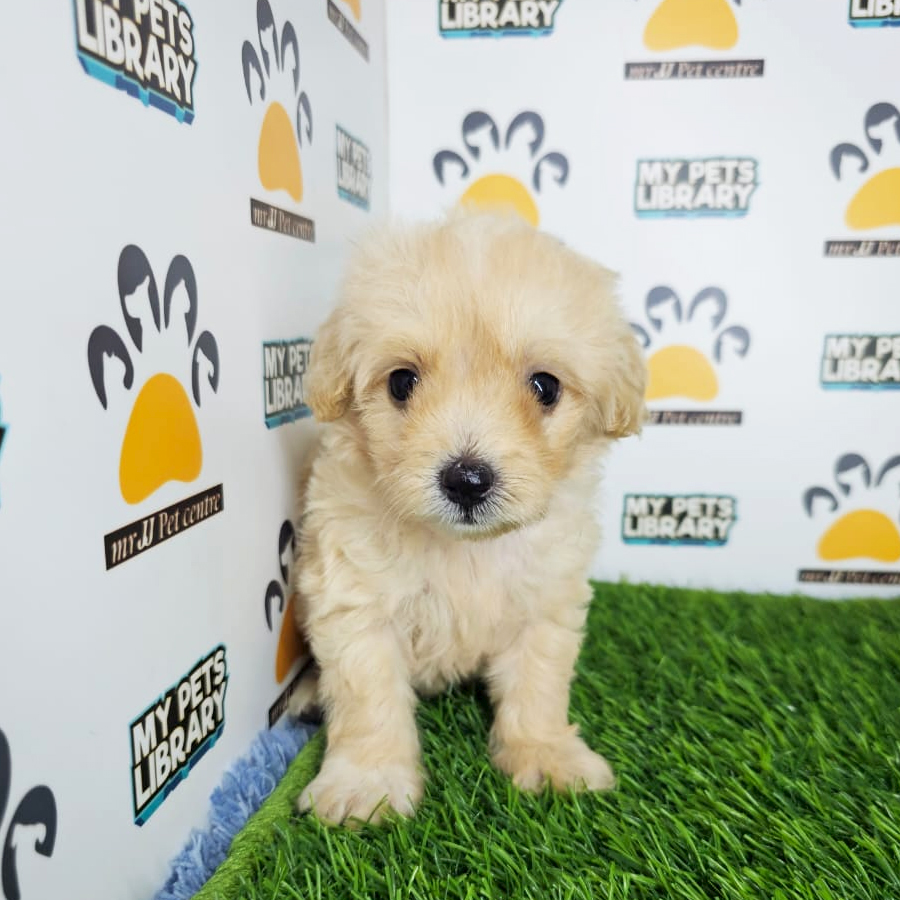 Toy Poodle Puppy (Male) For Sale