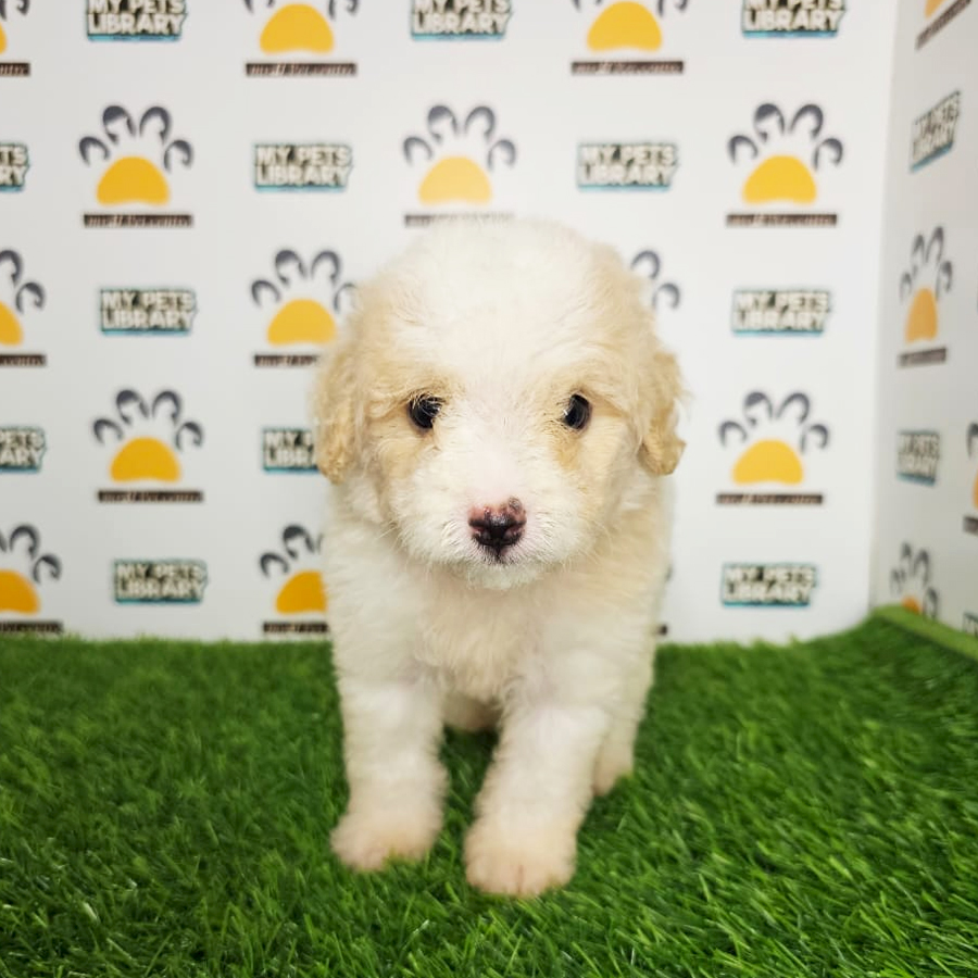 Toy Poodle Puppy (Male) For Sale