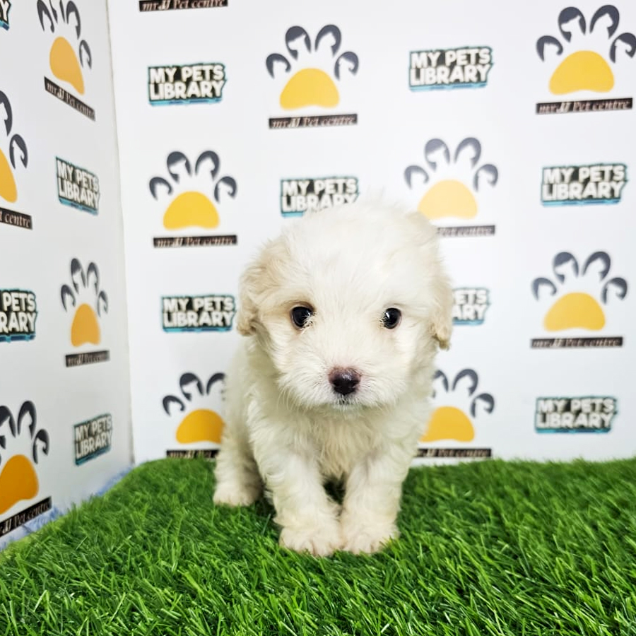 Toy Poodle Puppy (Male) For Sale