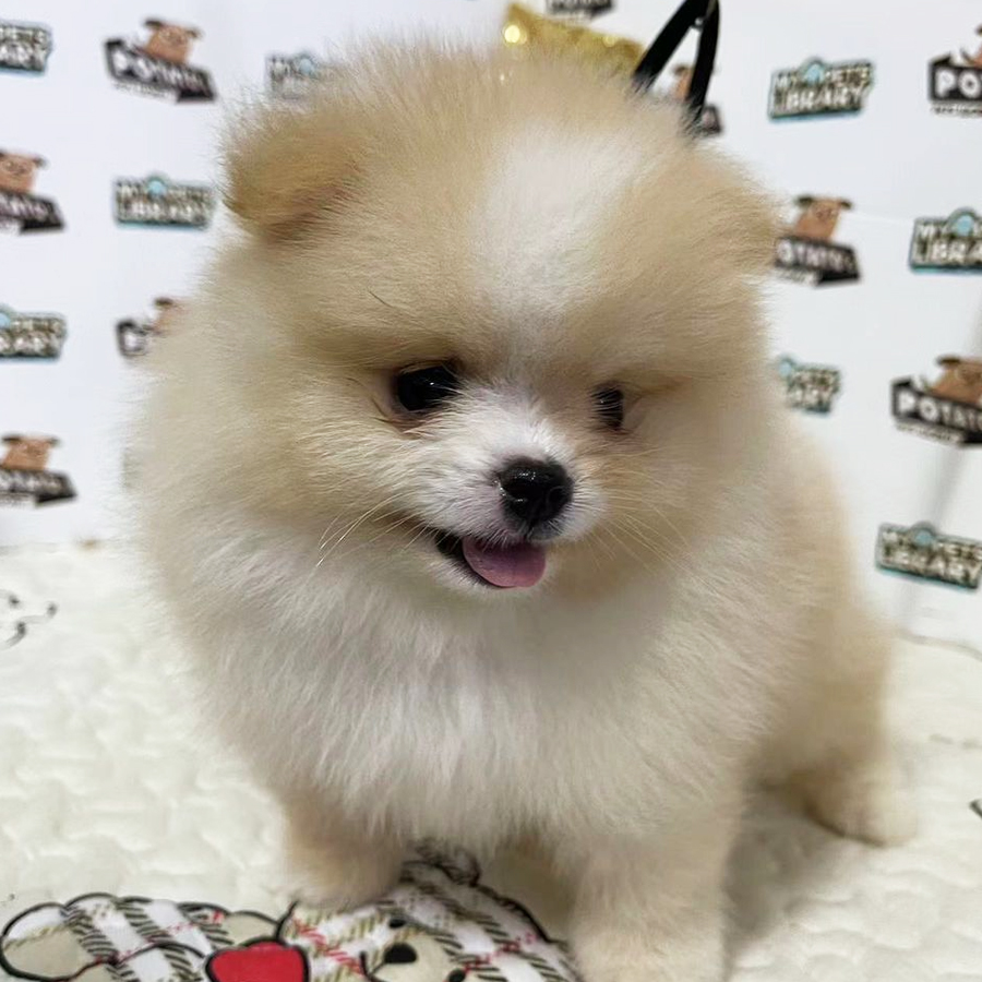Pomeranian Puppy (Male) For Sale