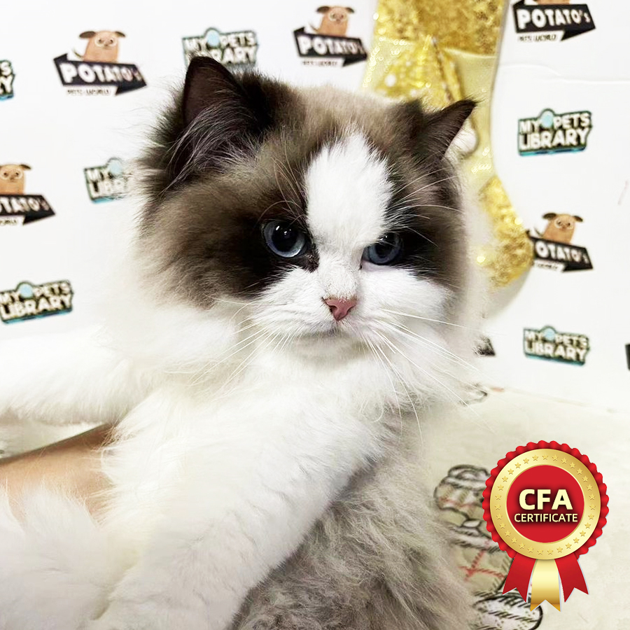CFA Ragdoll Kitten (Male) For Sale